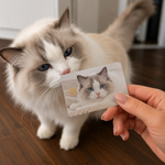 Real ragdoll cat sniffing a custom credit card sticker featuring its portrait, a cute debit card skin and cover. (114 characters)